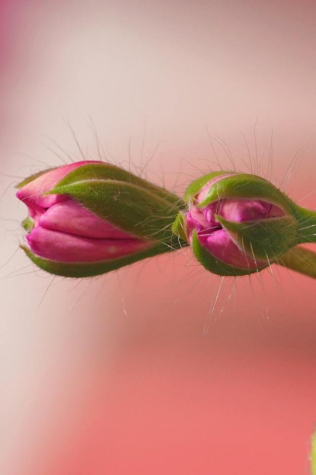Розовый комнатный цветок герани распускается