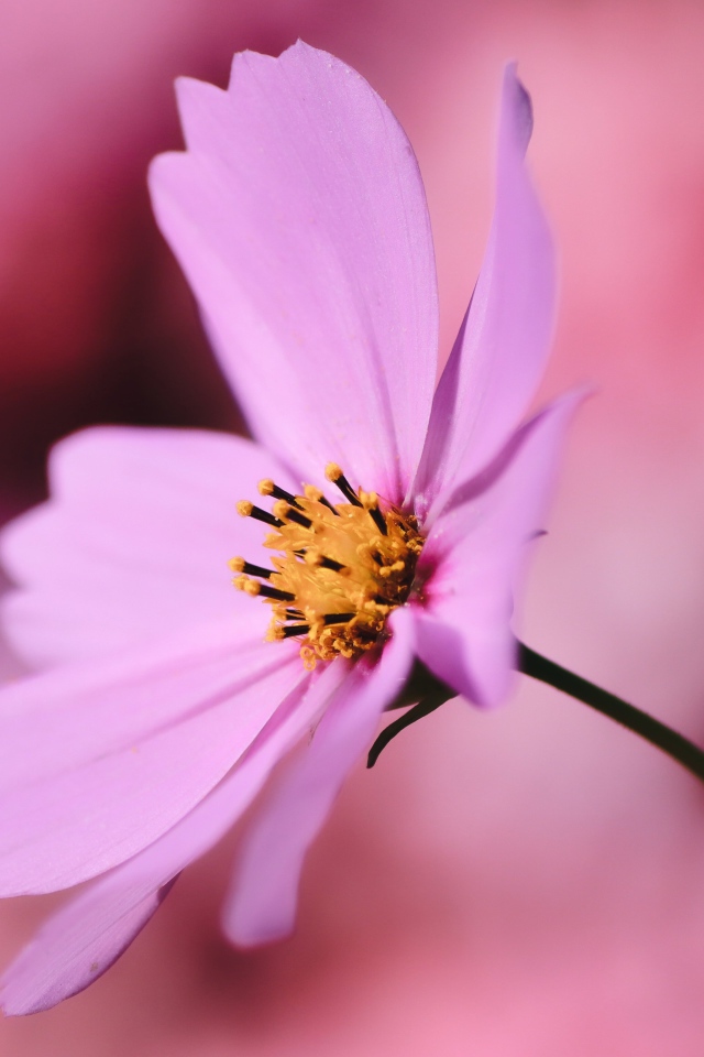 Розовый цветок космея крупным планом на розовом фоне
