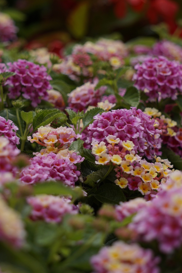 Розовый цветы Лантана на клумбе 