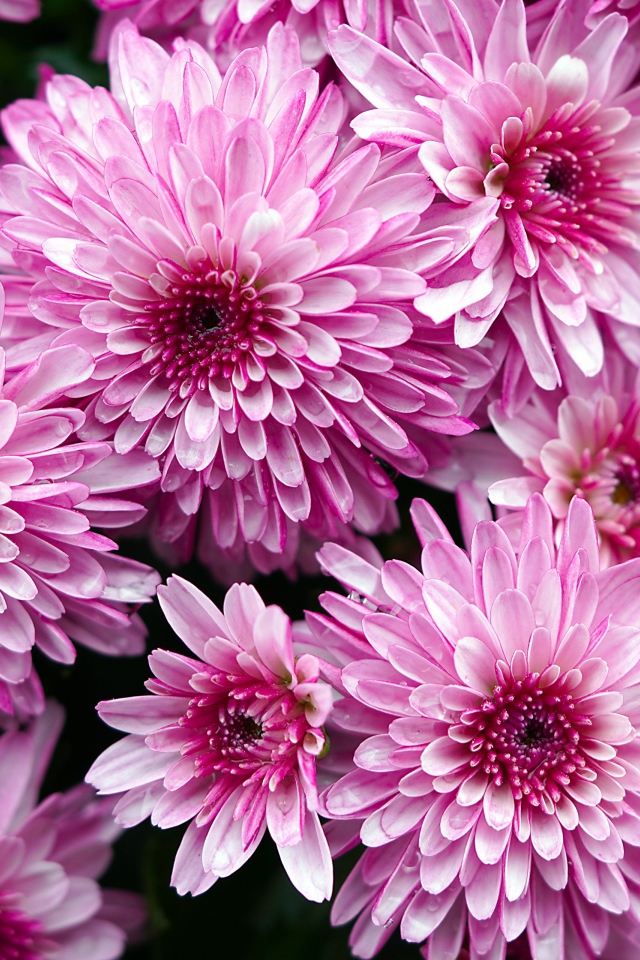 Розовые крупные хризантемы крупным планом 