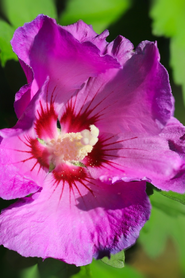 Розовый цветок лаватера с зелеными листьями крупным планом