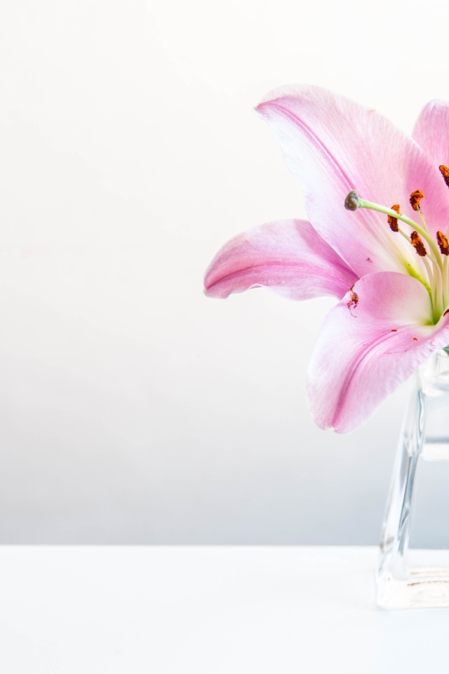 Розовый цветок лилии в вазе на сером фоне