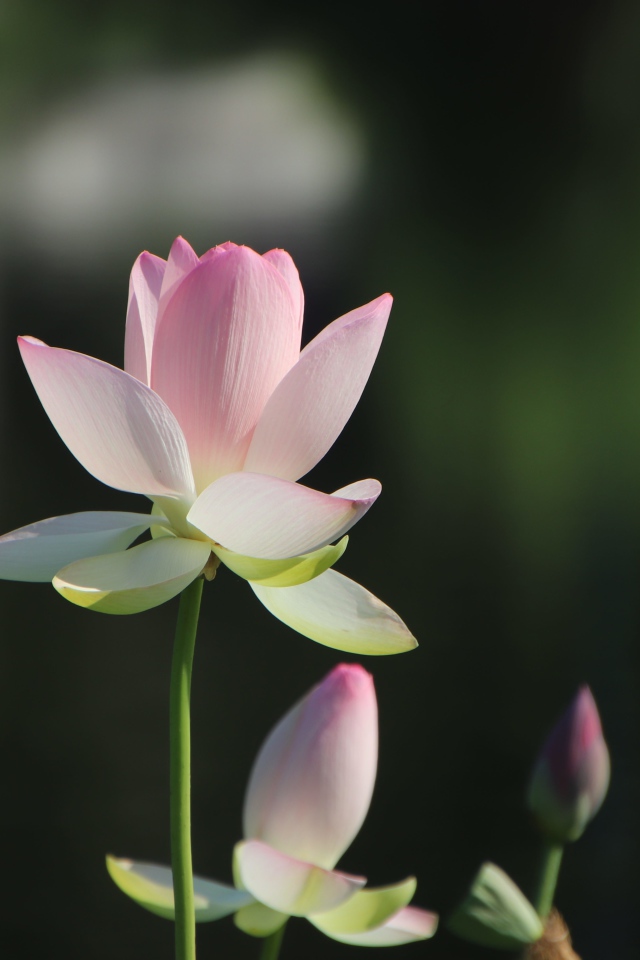 Розовый цветок лотоса с бутонами в лучах солнца 