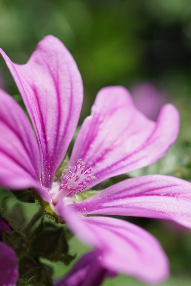 Розовый цветок мальва крупным планом  на клумбе