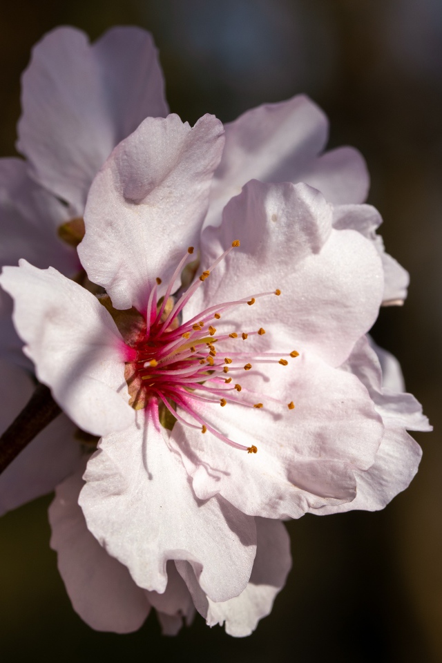 Розовый цветок персика крупным планом