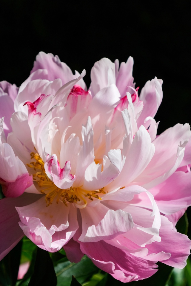 Розовый цветок пиона на черном фоне