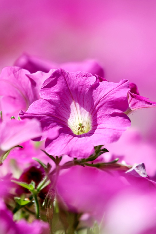 Розовые цветы петуния крупным планом 