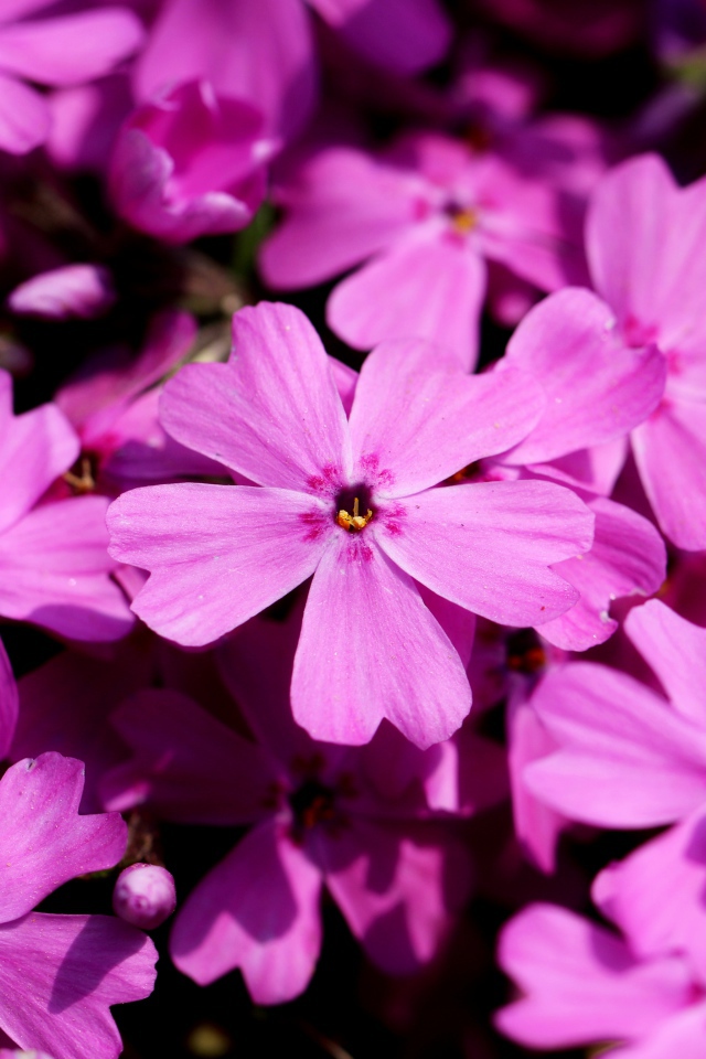 Розовые цветы флоксы крупным планом в лучах солнца 