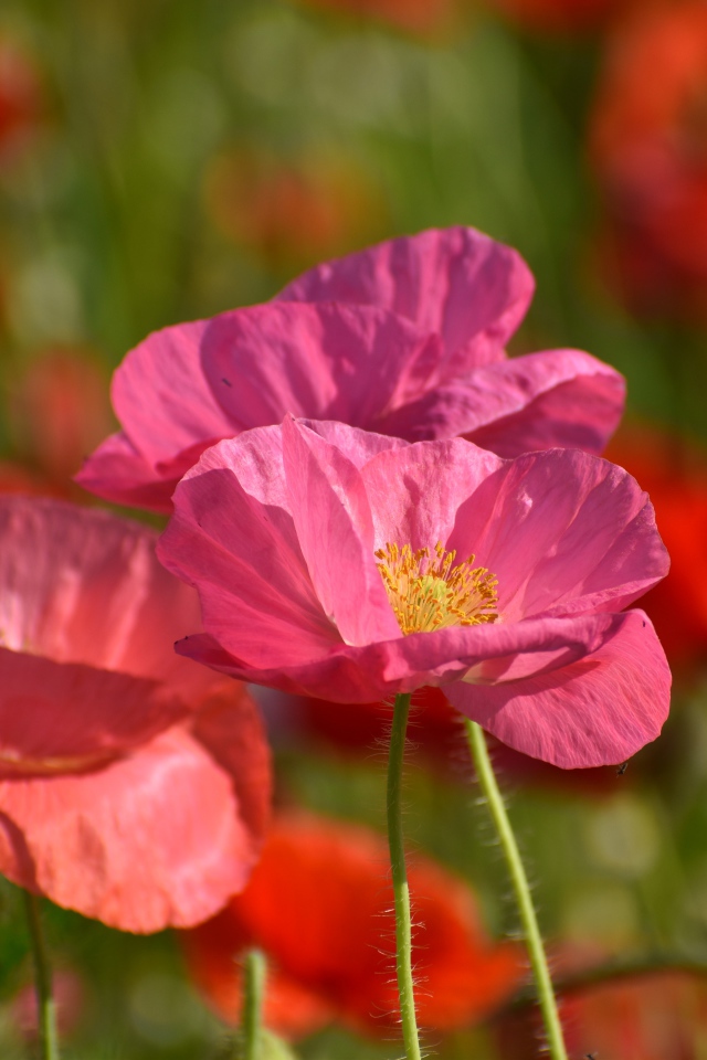 Розовые маки в лучах солнца на поле 