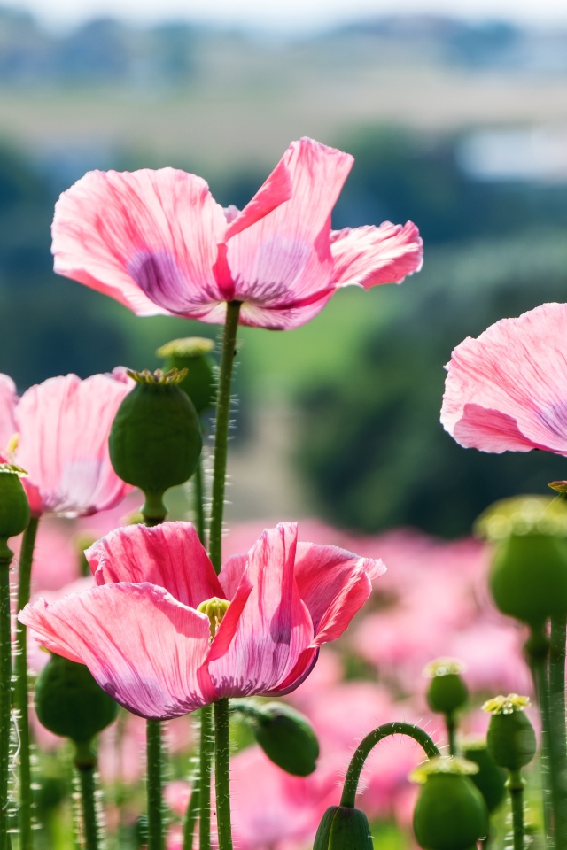 Розовые цветы мака с бутонами в лучах солнца на клумбе летом