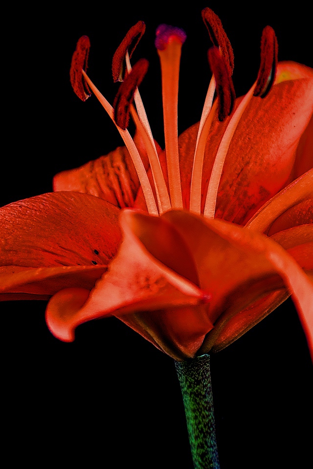 Розовый цветок красной лилии на черном фоне 