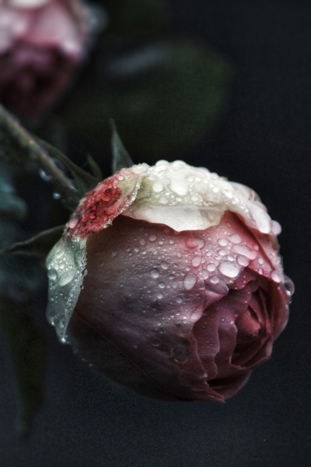 Бутон розовой розы в каплях росы