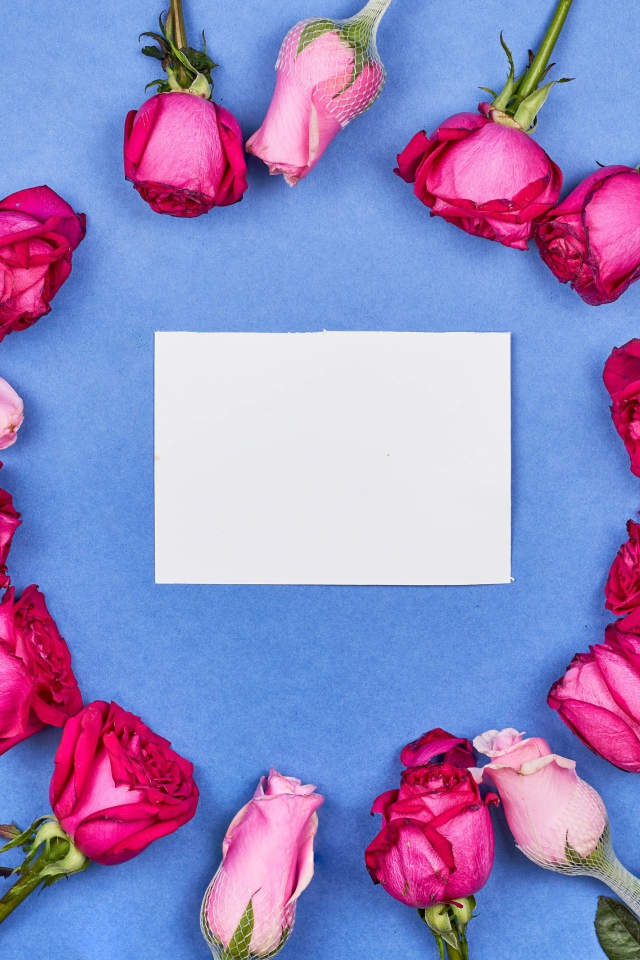 Бутоны розовых роз с белым листом бумаги на голубом фоне