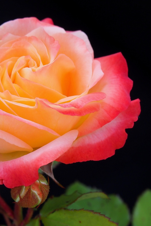 Розовый цветок розы с бутонами на черном фоне