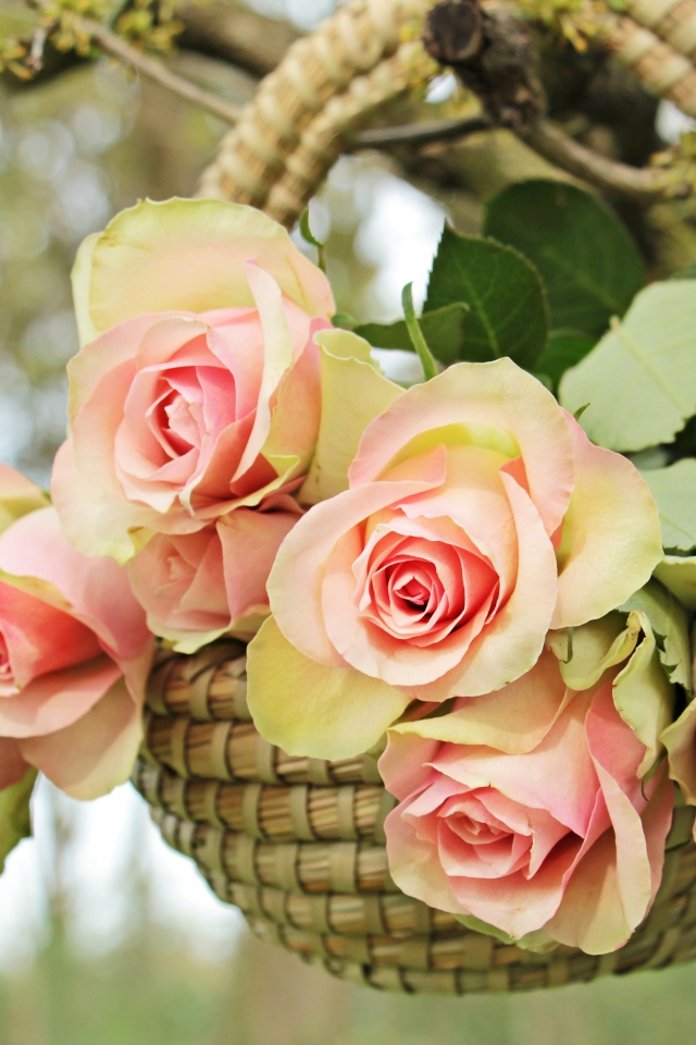 Розовые цветы розы в корзине на ветке
