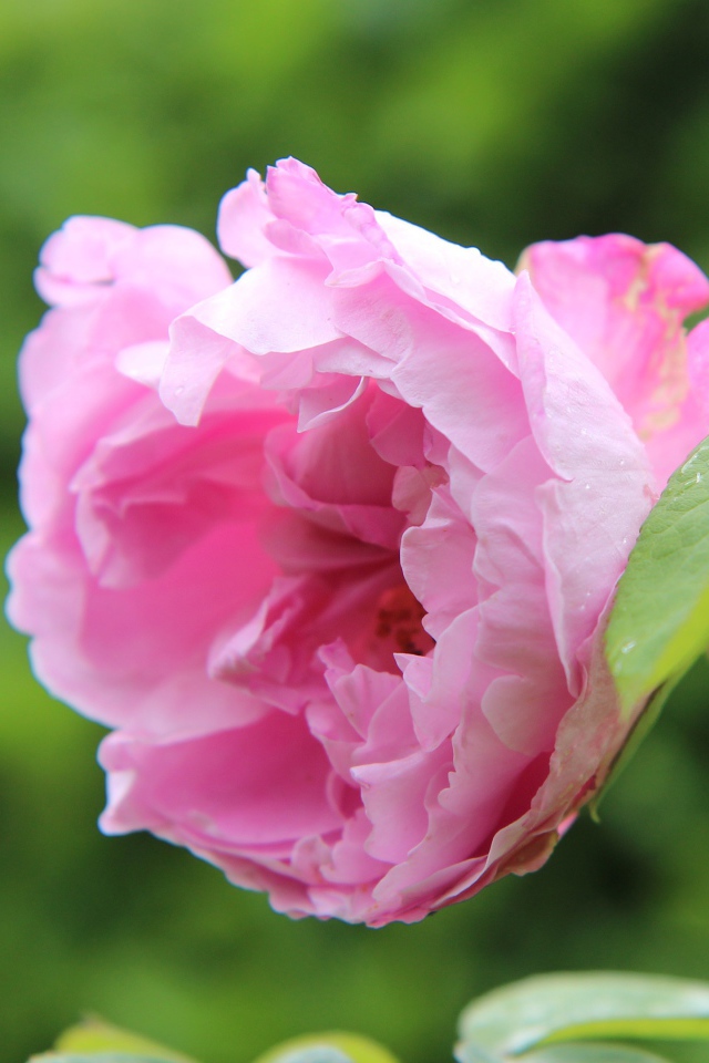 Розовая роза на колючей ветке в саду 