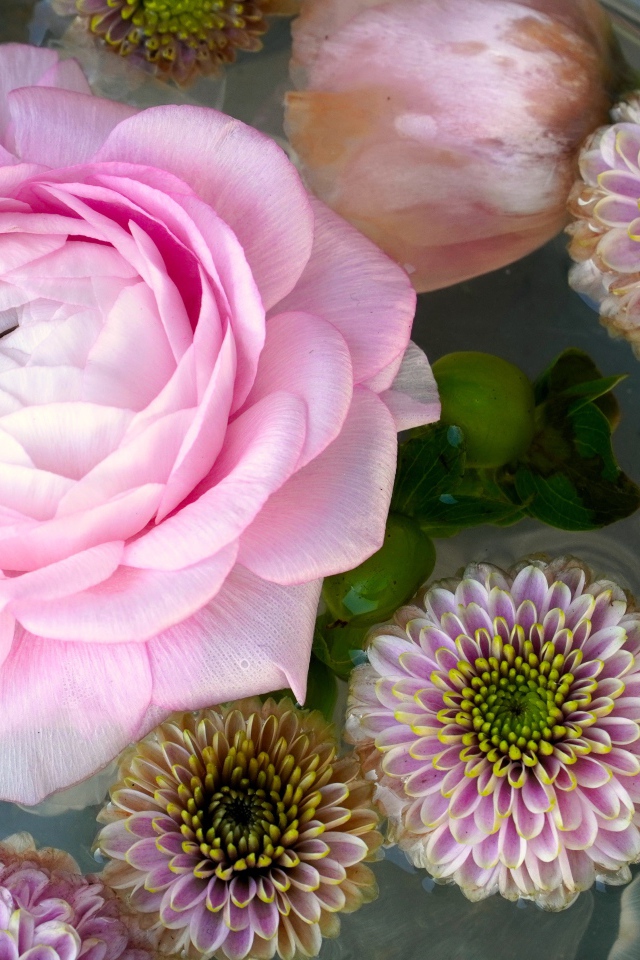 Розовая роза с хризантемами в воде