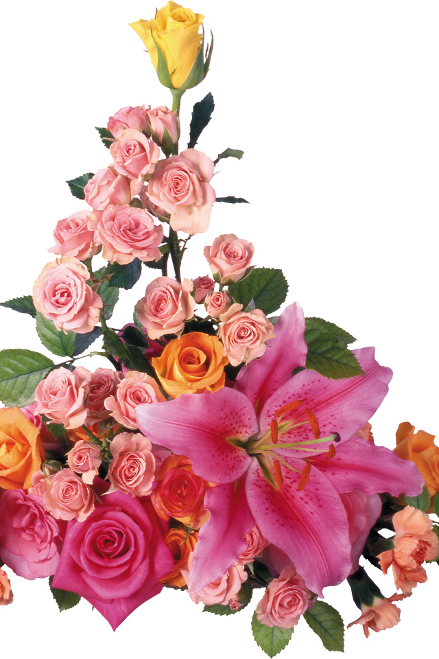 Розовые розы с лилиями на белом фоне 