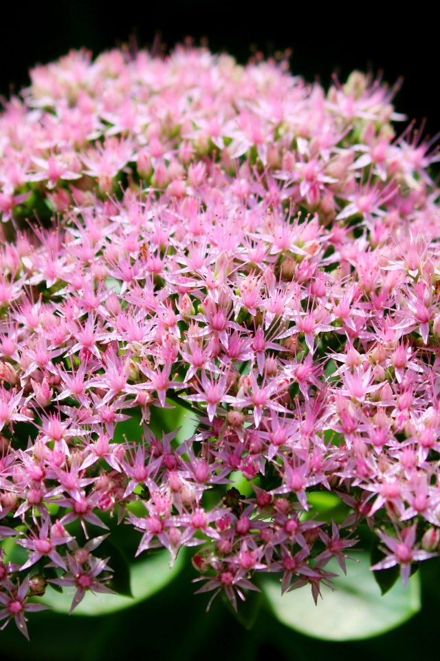 Розовые мелкие цветы Хилотелефиум на черном фоне