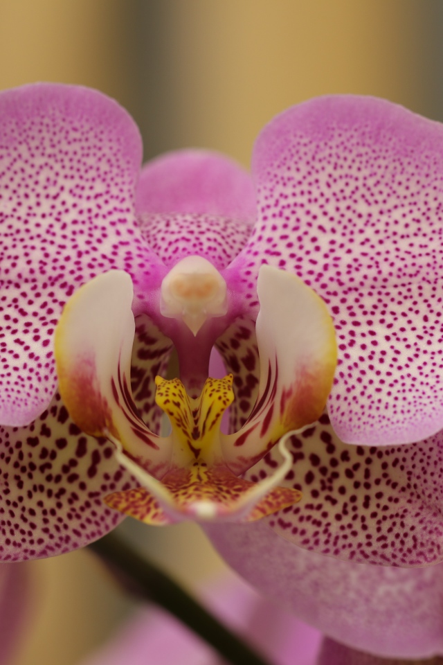 Розовый пятнистый цветок орхидеи крупным планом 