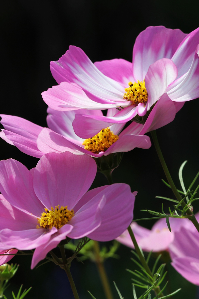 Розовые летние цветы космея на черном фоне
