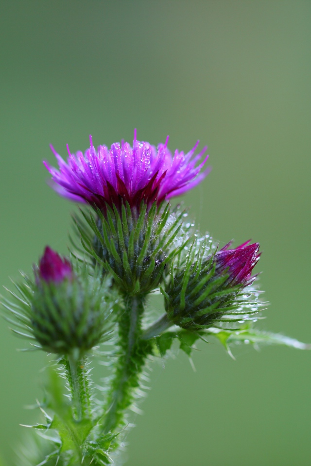 Розовый цветок чертополоха с бутонами на зеленом фоне