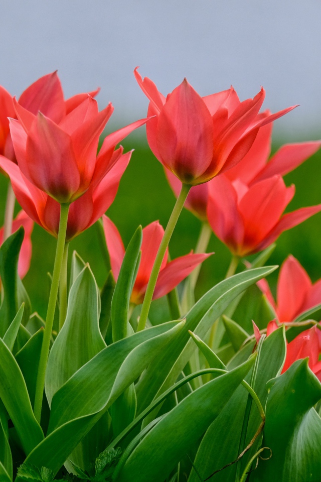 Розовые цветы тюльпана на поле в зеленой траве