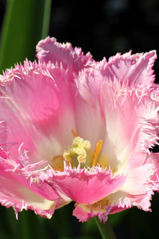 Розовый тюльпан с пышными лепестками