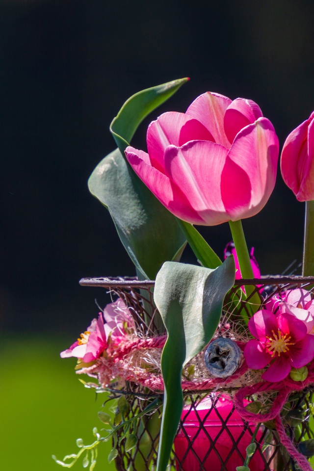 Розовые тюльпаны в железной корзинке крупным планом