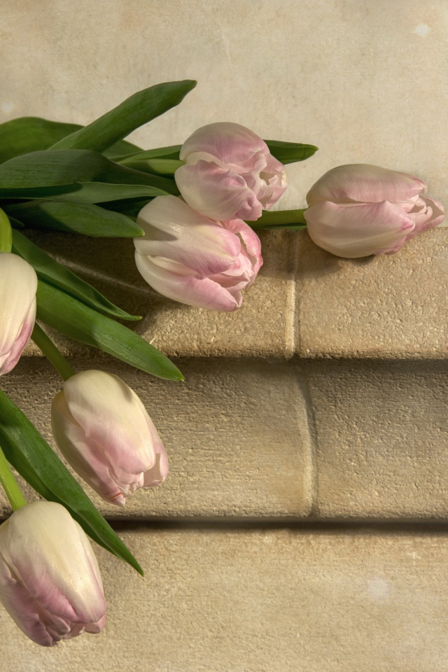 Розовые тюльпаны лежит у стены