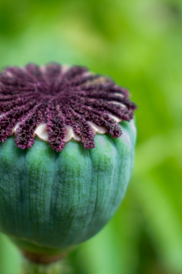 Маковая коробочка крупным планом 