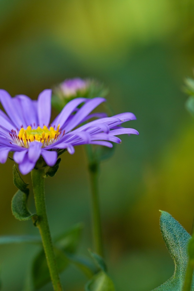 Фиолетовый цветок астры с бутонами 