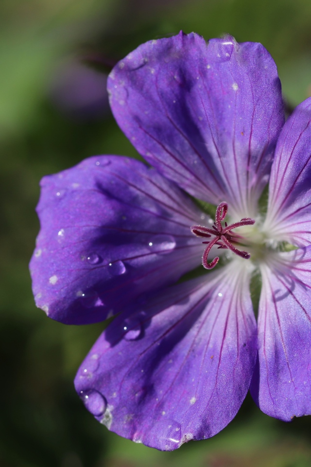 Фиолетовый  красивый цветок герани крупным планом