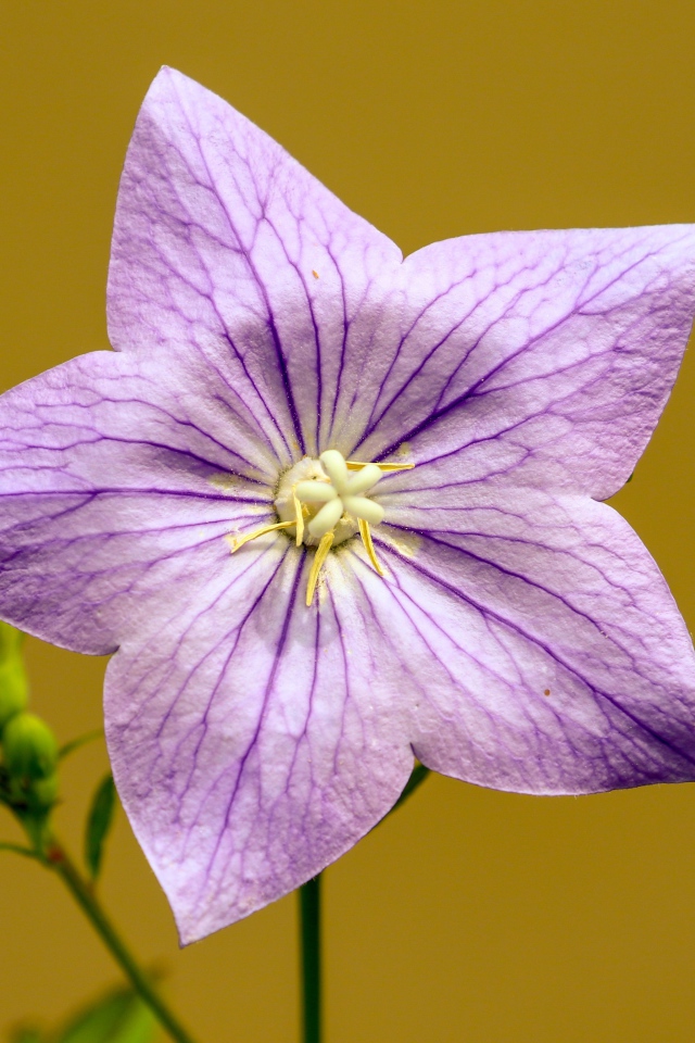 Фиолетовый цветок колокольчика на желтом фоне 