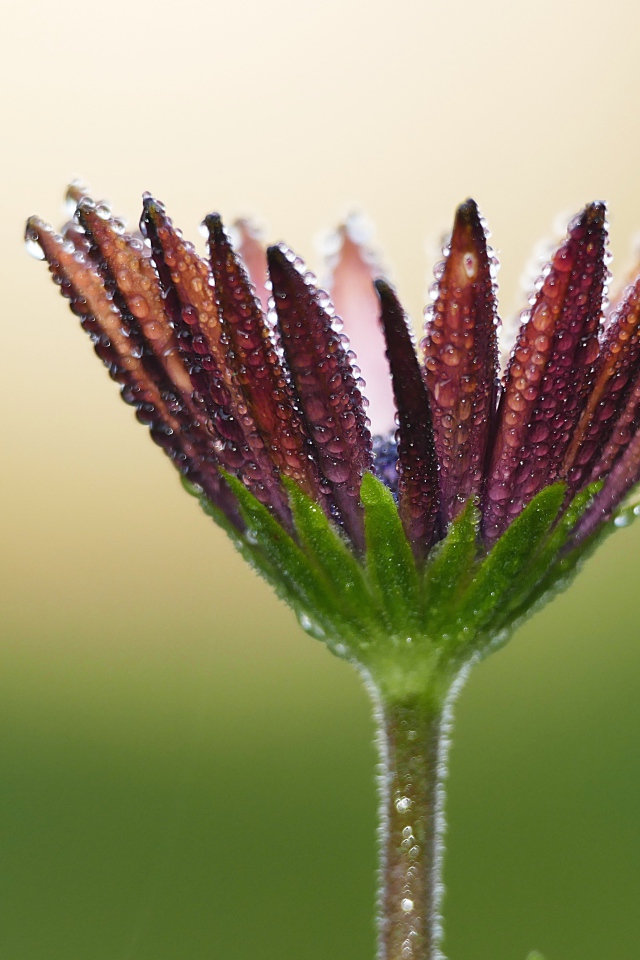Фиолетовая ромашка в каплях росы крупным планом 