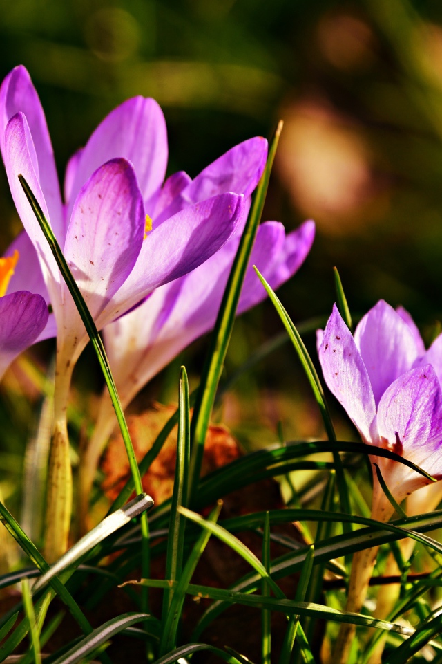 Фиолетовые крокусы в высокой зеленой траве