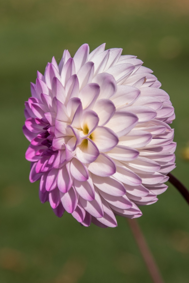 Purple dahlia flower with a bud on a flower bed