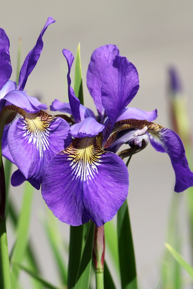 Фиолетовые цветы ириса с бутонами крупным планом
