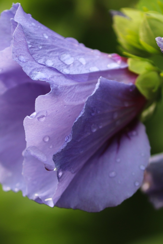 Фиолетовые цветы лаватера в каплях дождя