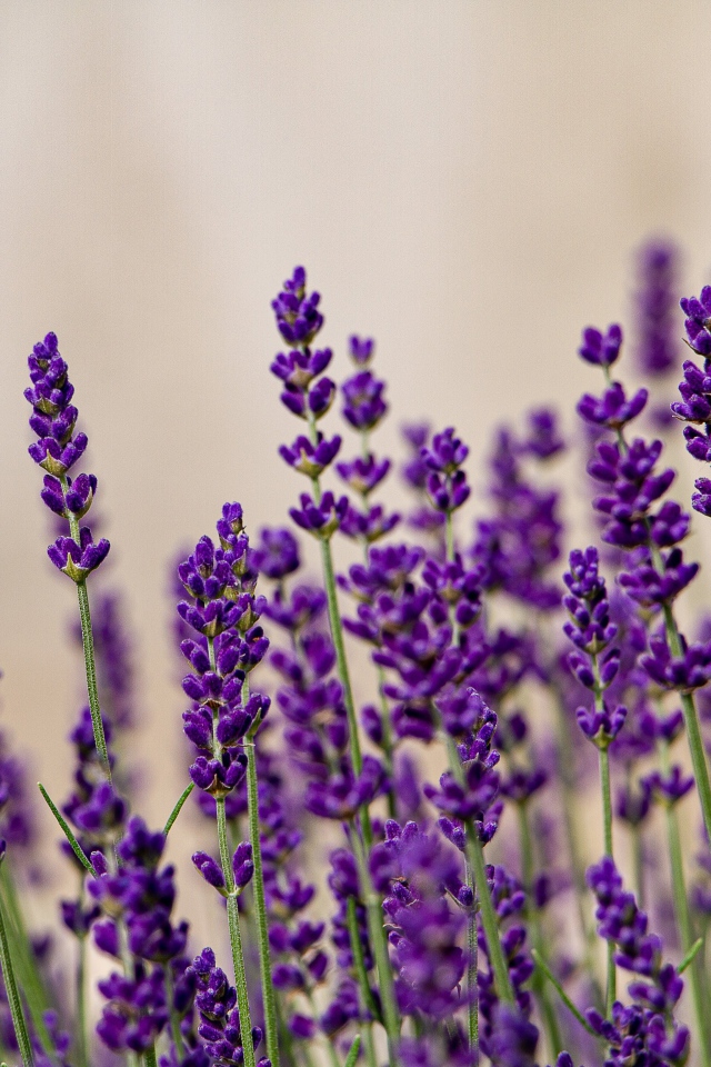 Фиолетовые цветы лаванды на сером фоне