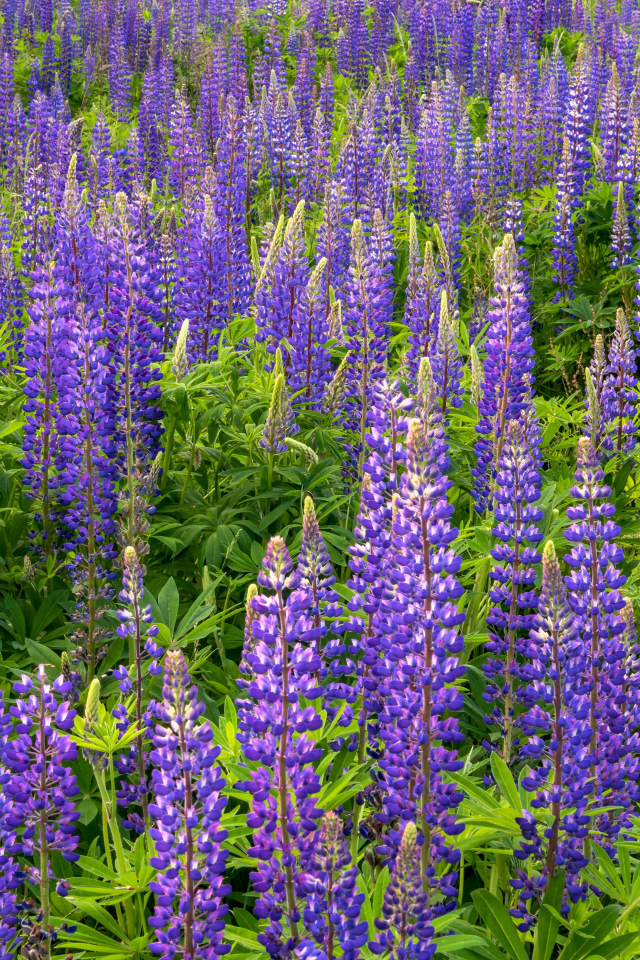 Фиолетовые цветы люпина с зелеными листьями на поле 