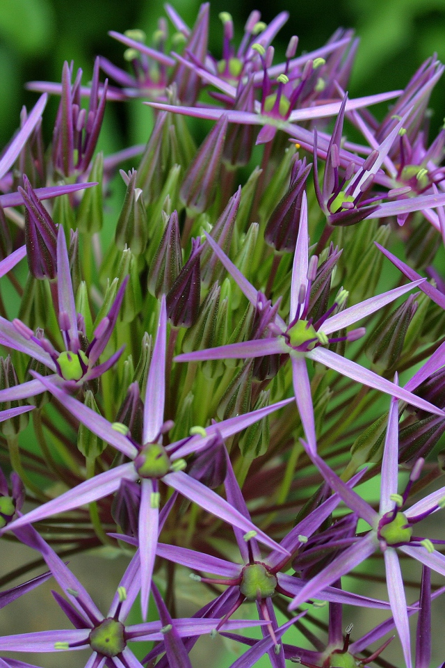 Фиолетовые цветы персидского лука