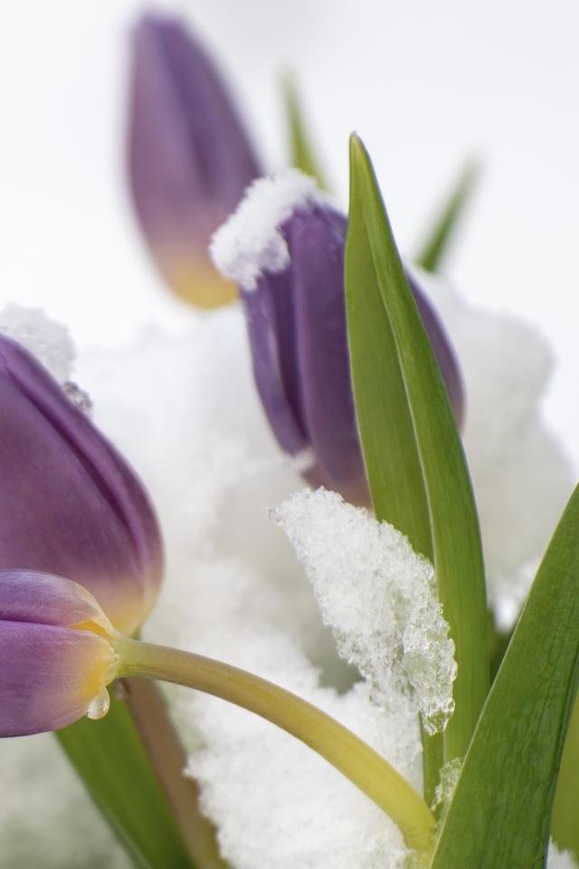 Фиолетовые тюльпаны в снегу