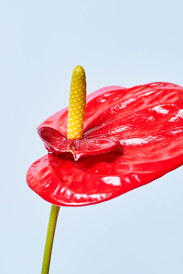 Красный цветок Антуриум на сером фоне 