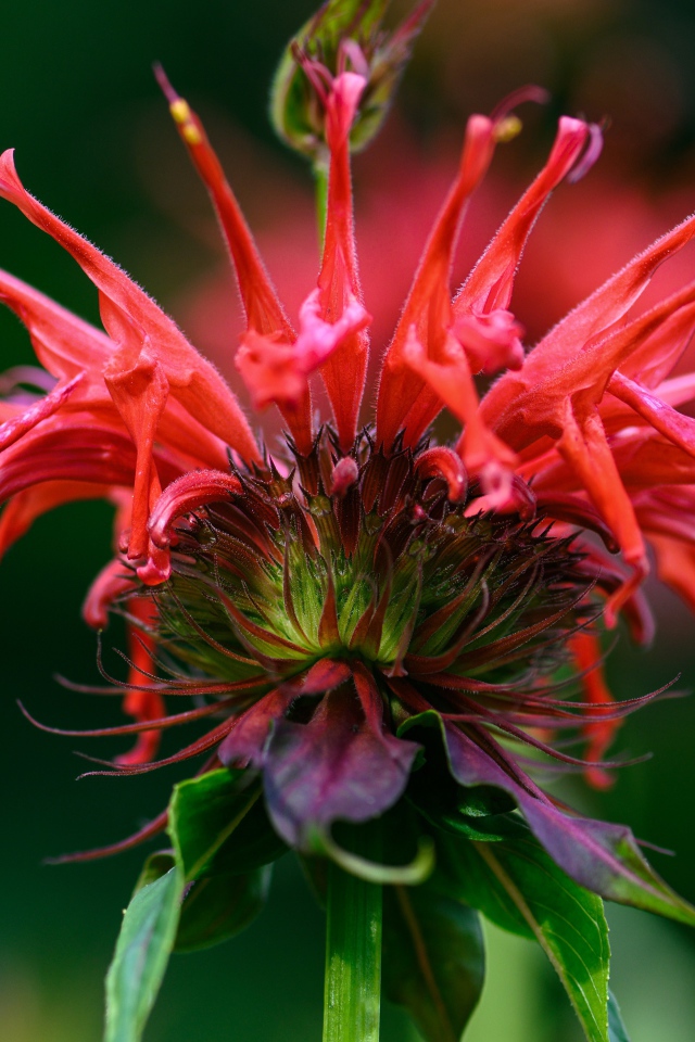 Красный цветок Монарда на зеленом фоне 