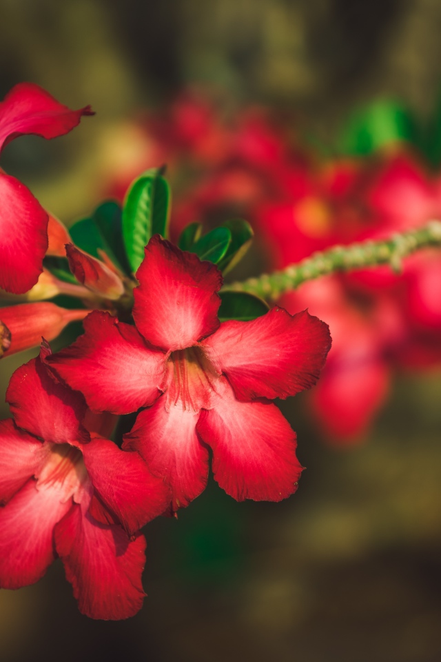 Красные цветы Адениум крупным планом 