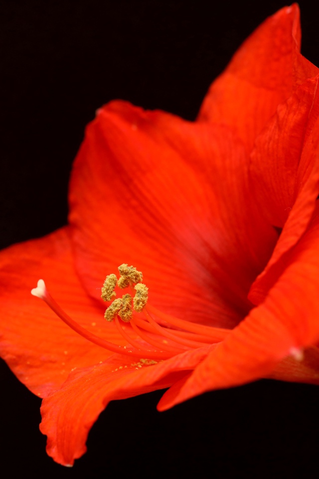 Красный цветок амариллиса на черном фоне 