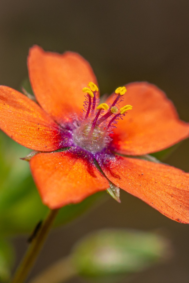 Красный цветок Анагаллис крупным планом 