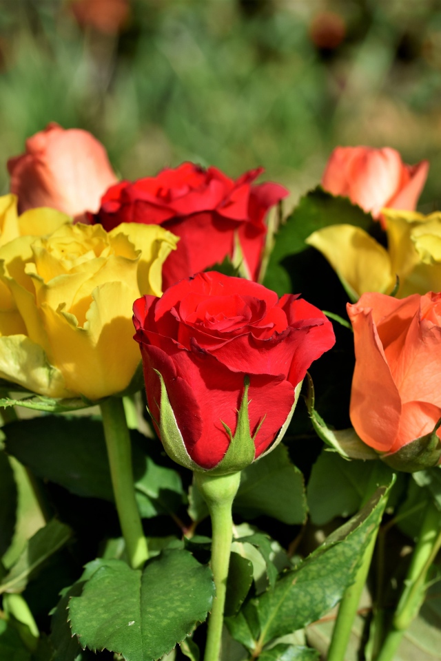 Красные и желтые английские розы в букете