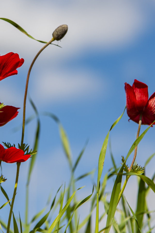 Красные цветы анемона в зеленой траве 